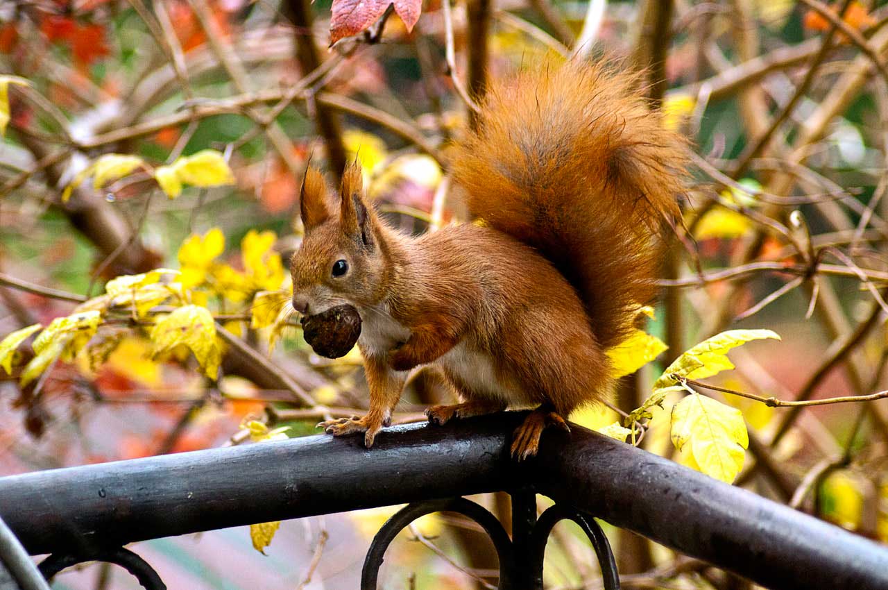 Eichhörnchen-isst-eine-Nuss