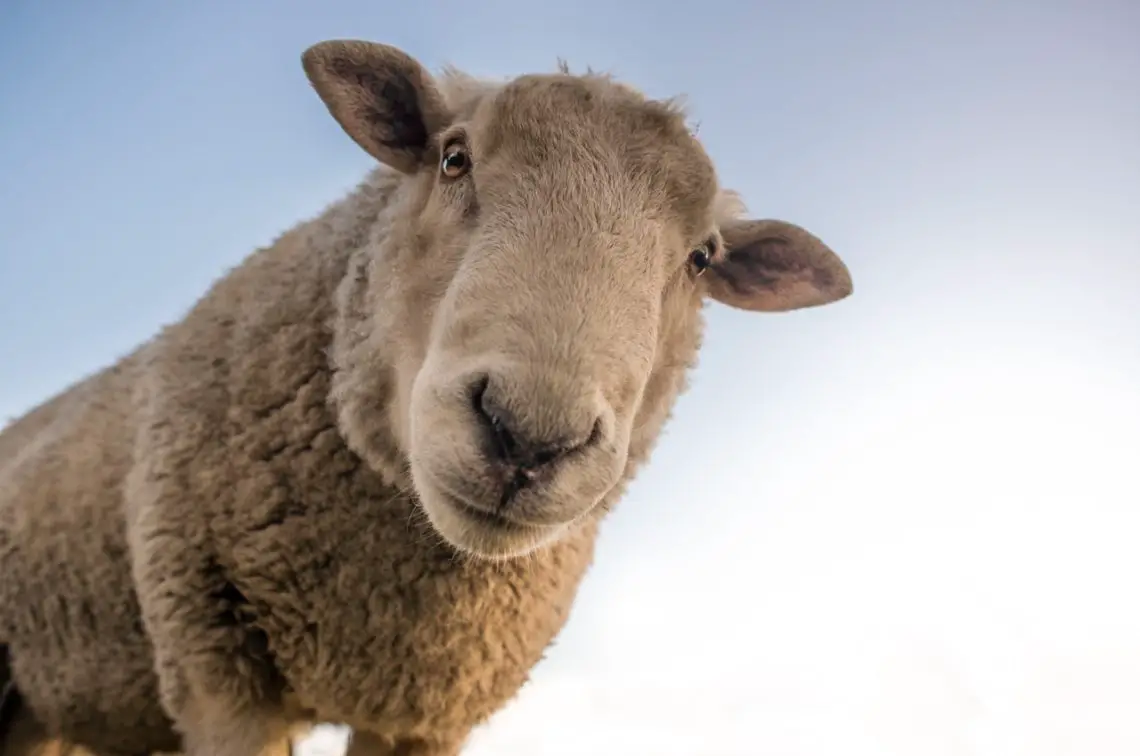 Schafe bieten einige unglaubliche Tierfakten