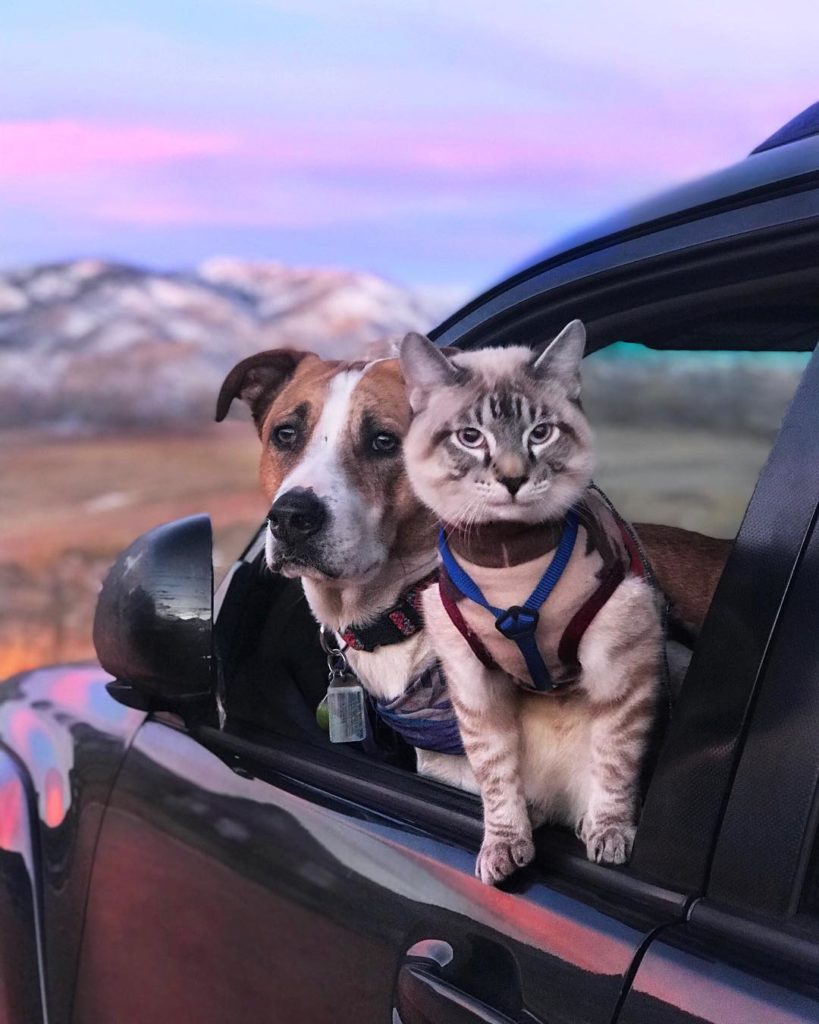 Hund und Katze Reise Gefährten