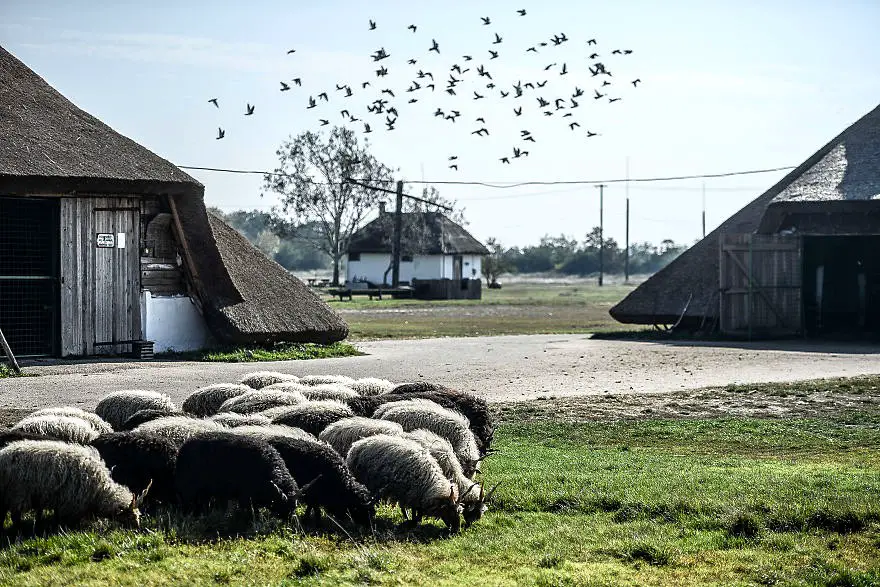 Hortobagy Schafe und Haus