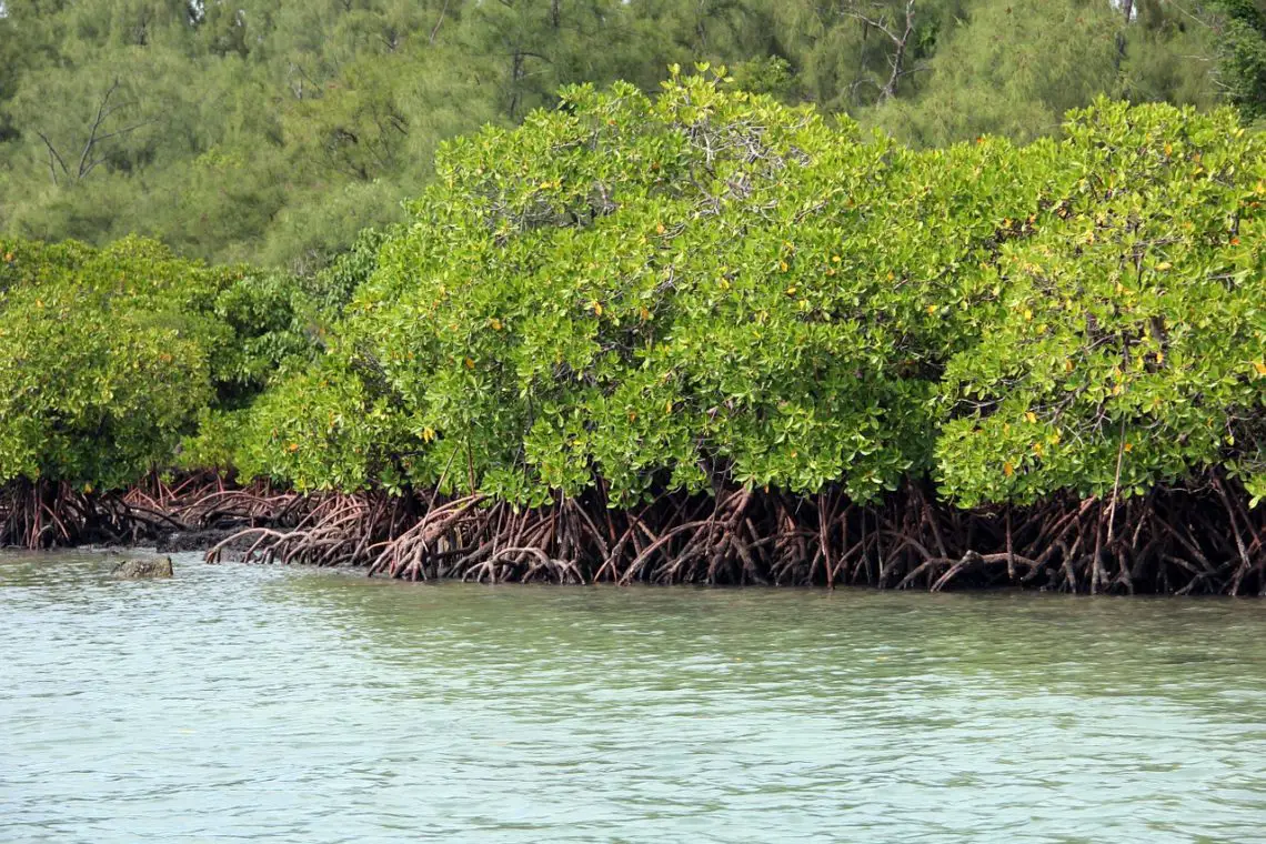Mangroven Fluss