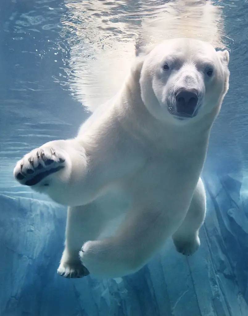 Eisbär unterwasser die seltensten Tiere der Welt