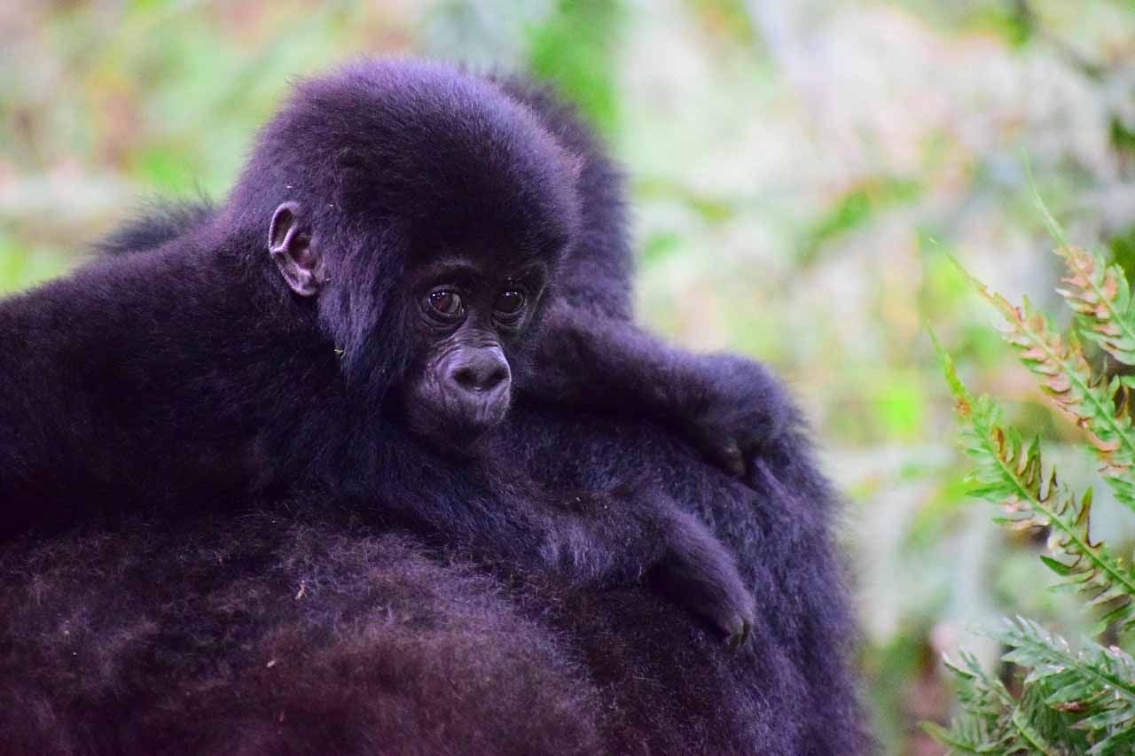 Gorilla Baby Berggorilla