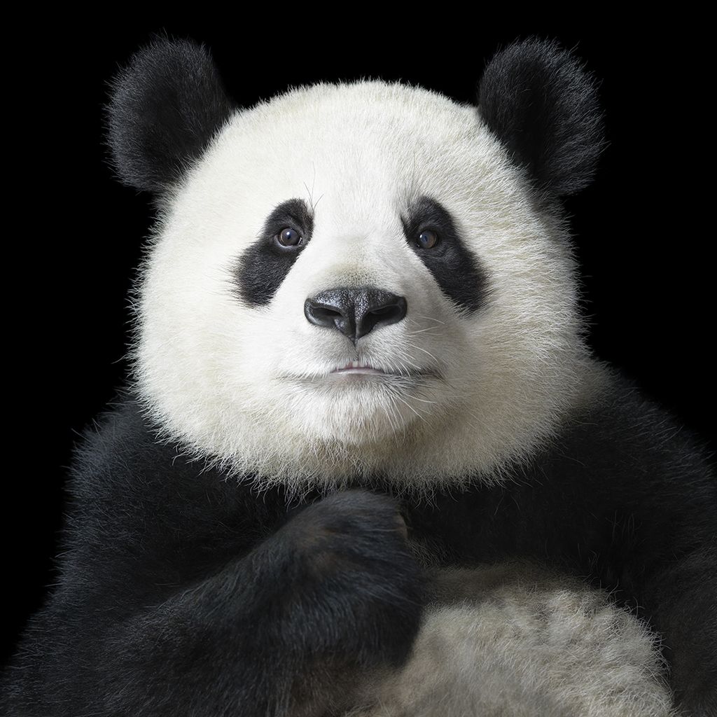 Panda seltene Tiere Riesenpanda