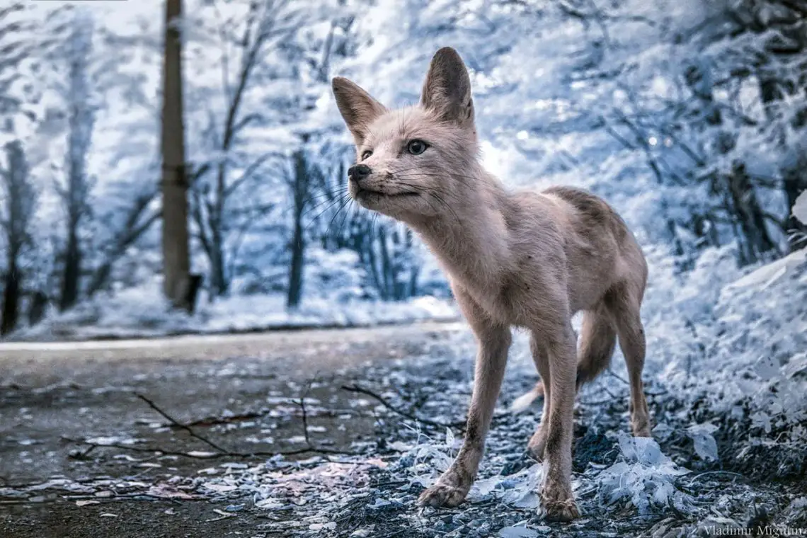 Ein Fuchs in Tschernobyl