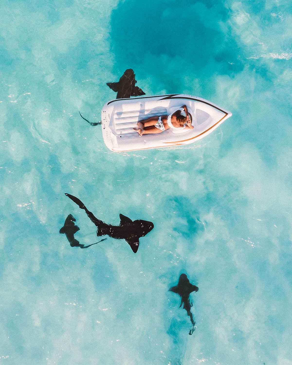 Mit Hammerhaien tauchen auf den Bahamas