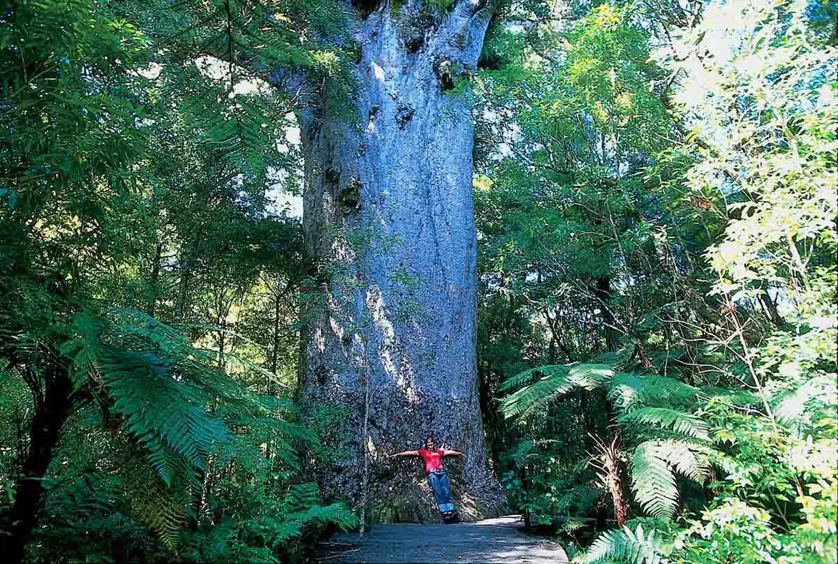 Neuseeland-Sehenswürdigkeiten-Kauri-Wald