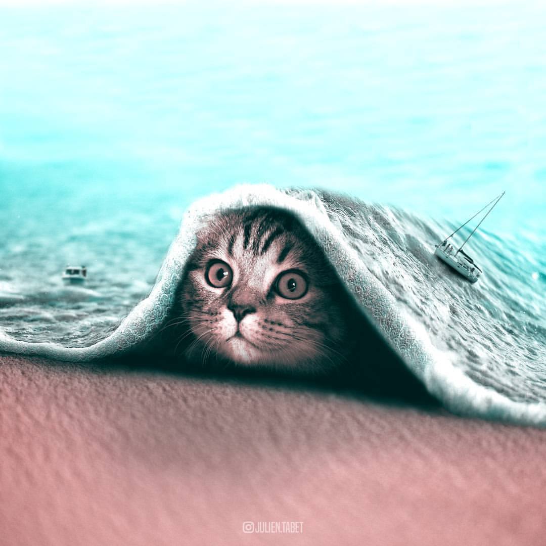 Katze am Strand