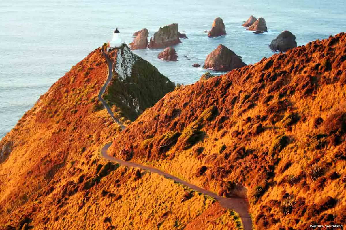 Neuseeland Südinsel Highlights Nugget Point
