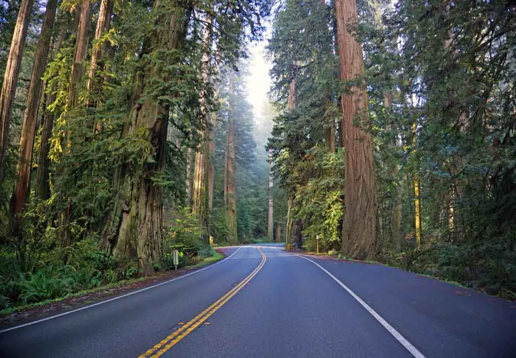 Beste Nationalparks USA Liste Redwood Nationalpark