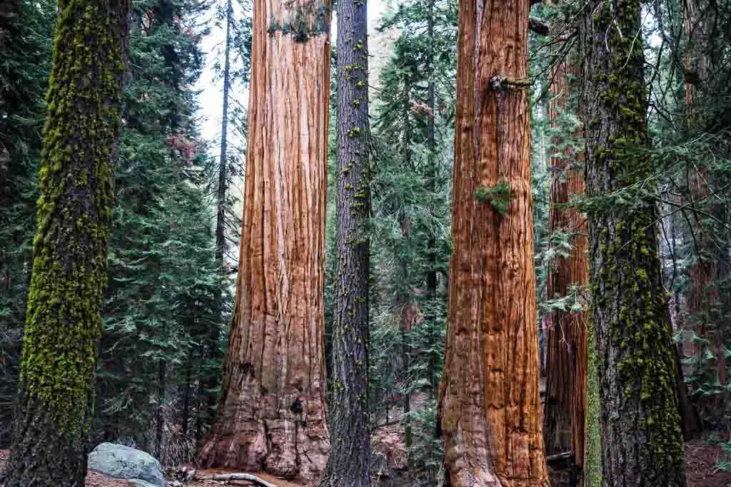 Nationalparks USA Sehenswüdigkeiten Sequoia Nationalpark