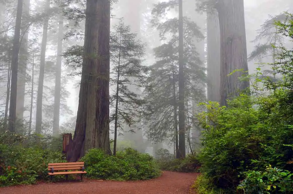 Sehenswürdigkeiten USA Redwood Nationalpark Mammutbäume