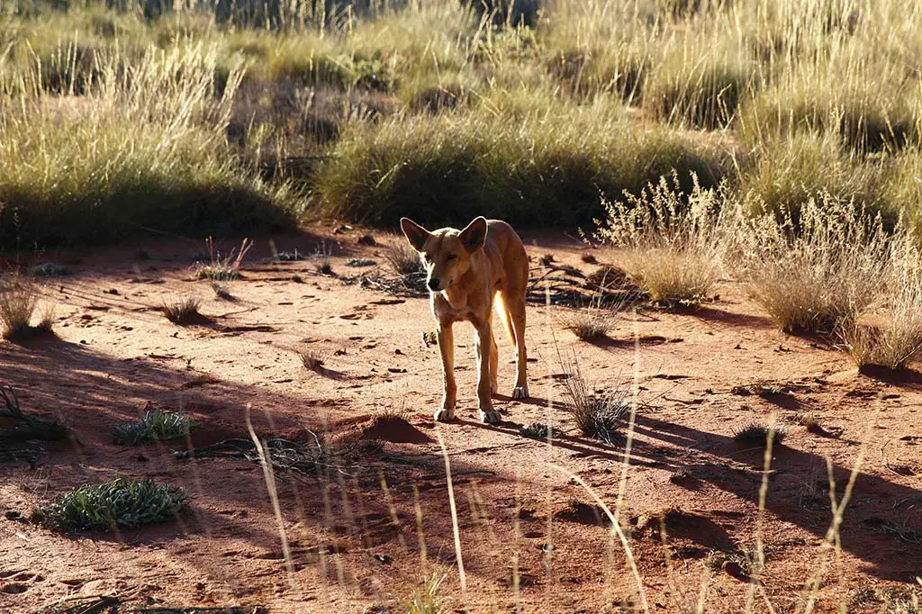 Australien Tiere Outback Dingo