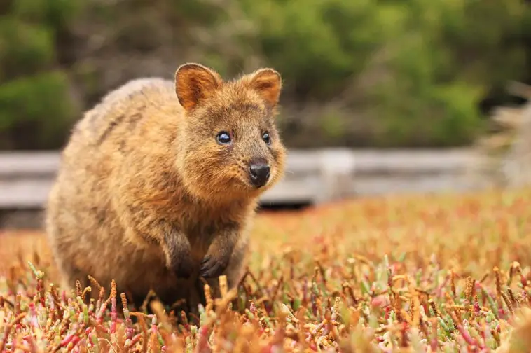 40 Tiere in Australien die Du auf Deiner Reise entdecken kannst 40 Tiere in Australien die Du auf Deiner Reise entdecken kannst