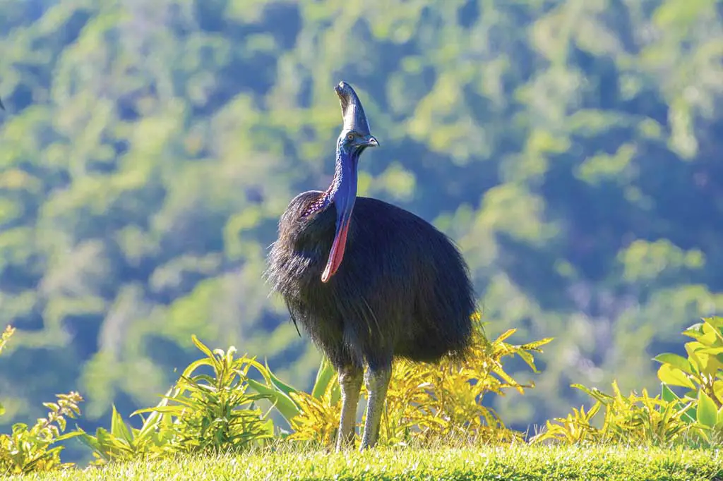 40 Tiere In Australien Die Du Auf Deiner Reise Entdecken Kannst