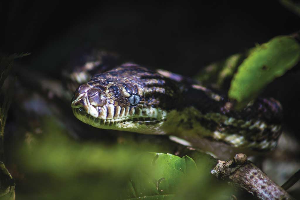 Schlangen Australien gefährliche Tiere Amethyst Python