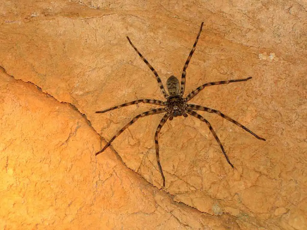 Spinnen in Australien Tiere