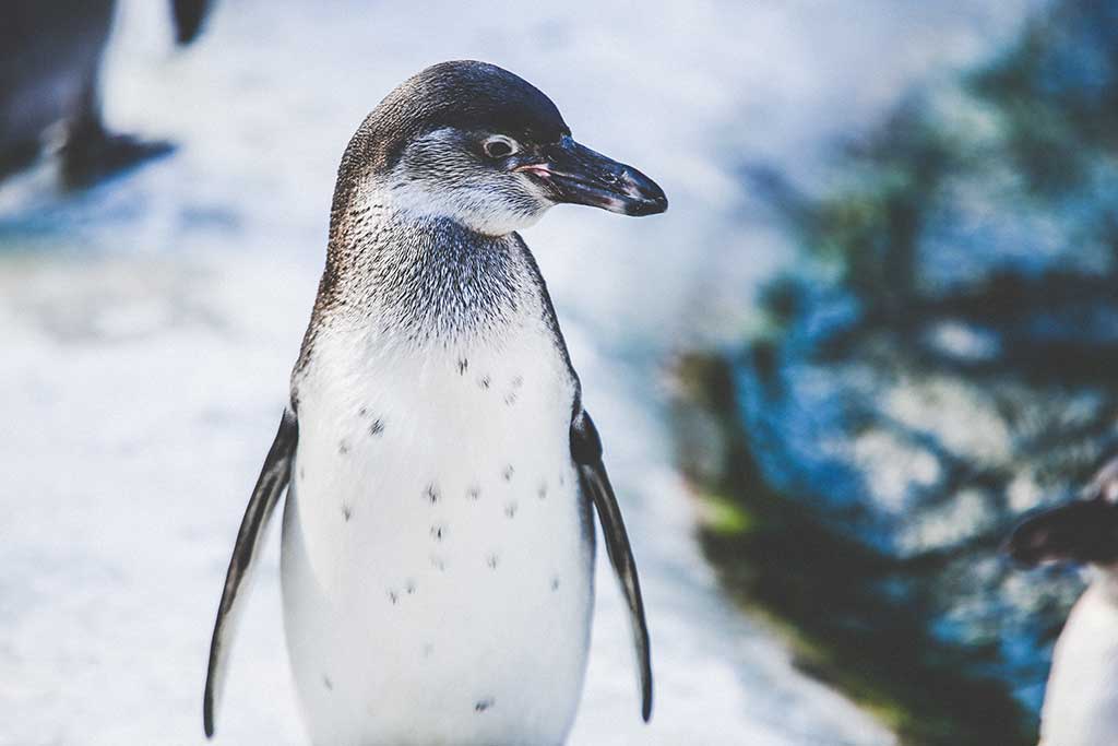 Tiere Australien Pinguine