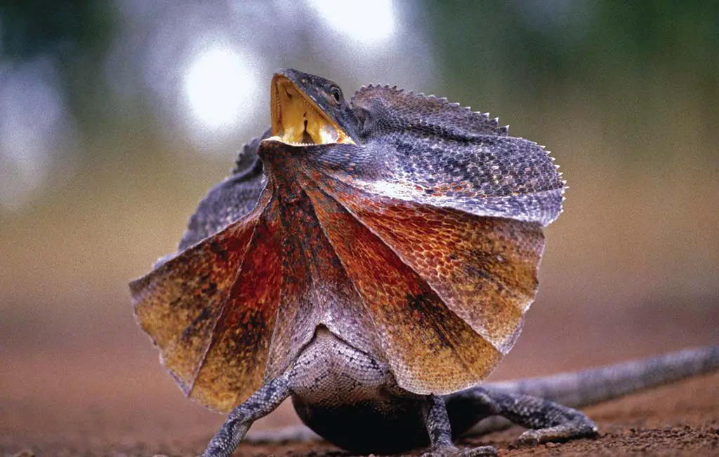 Tiere in Australien Kragenechse