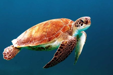 Tiere in Australien Meeresschildkröte