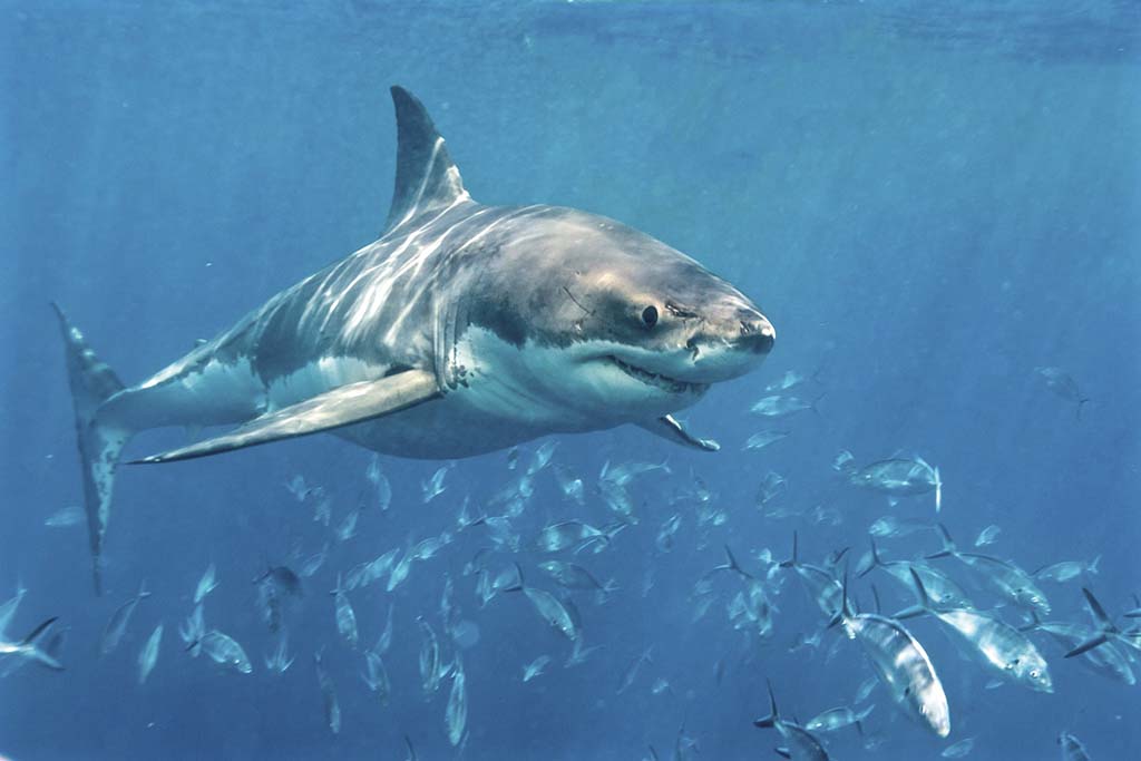 Gefährliche Tiere Australien weißer Hai
