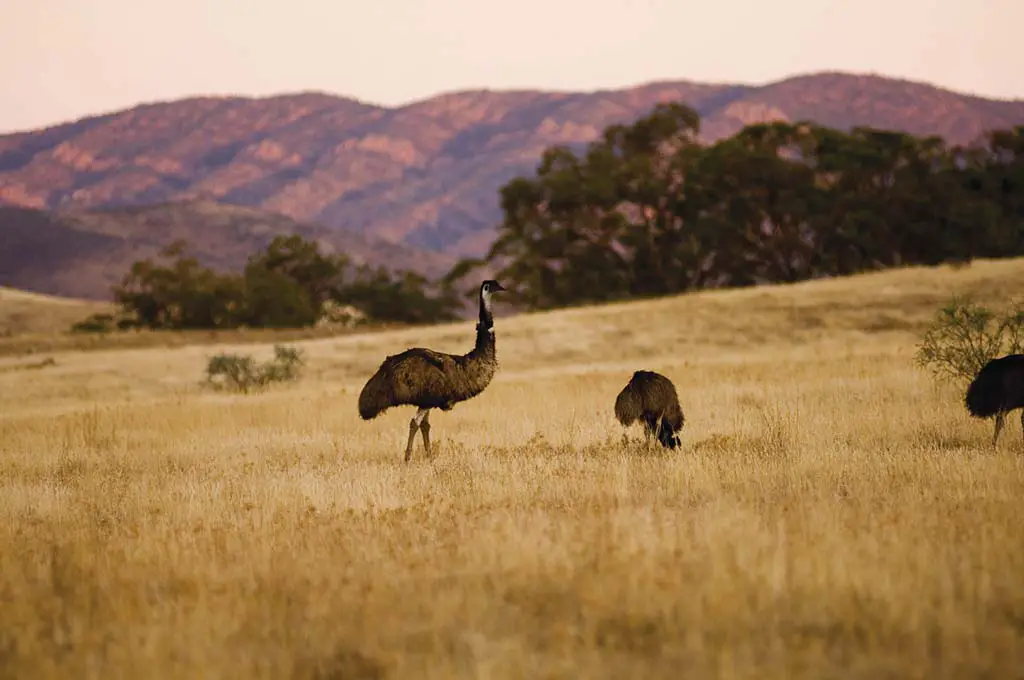 Vögel Australien Emu Riesenvogel