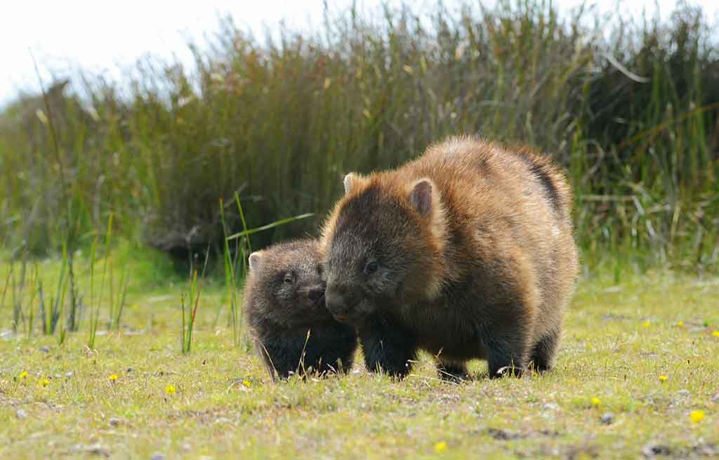 Australien Tiere Wombat mit Baby