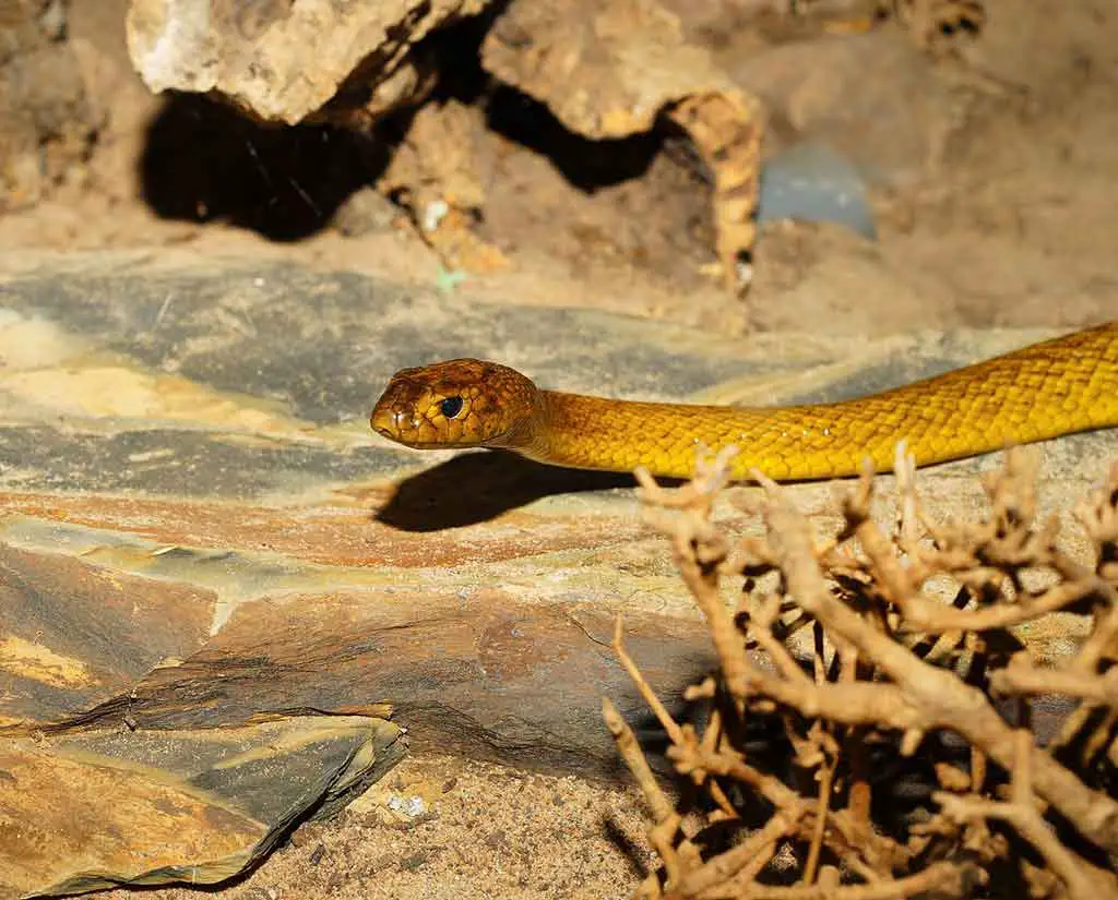 Giftigste Schlange Australien gefährliche Tiere Inland Taipan