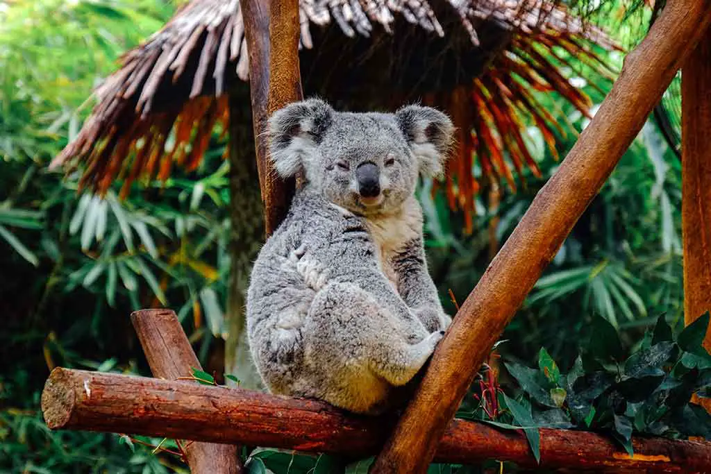 Australien Tiere Koala