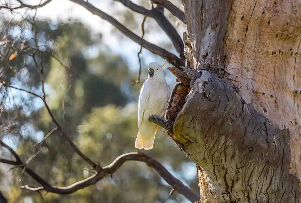 vögel australien Kakadu