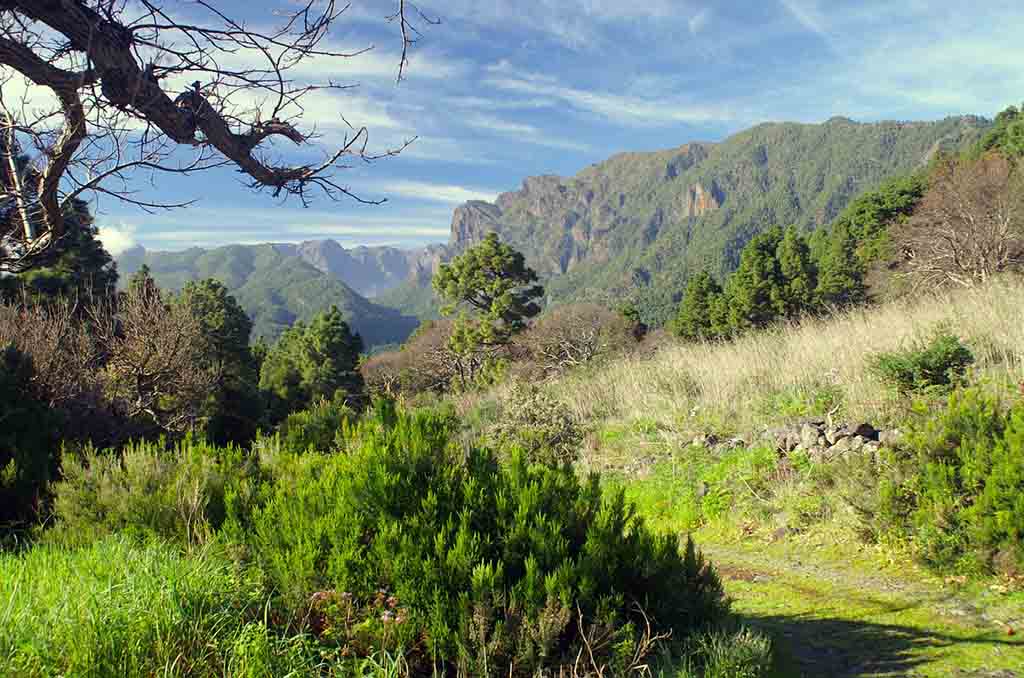 Wanderweg mit Busch und Wäldern auf La Palma