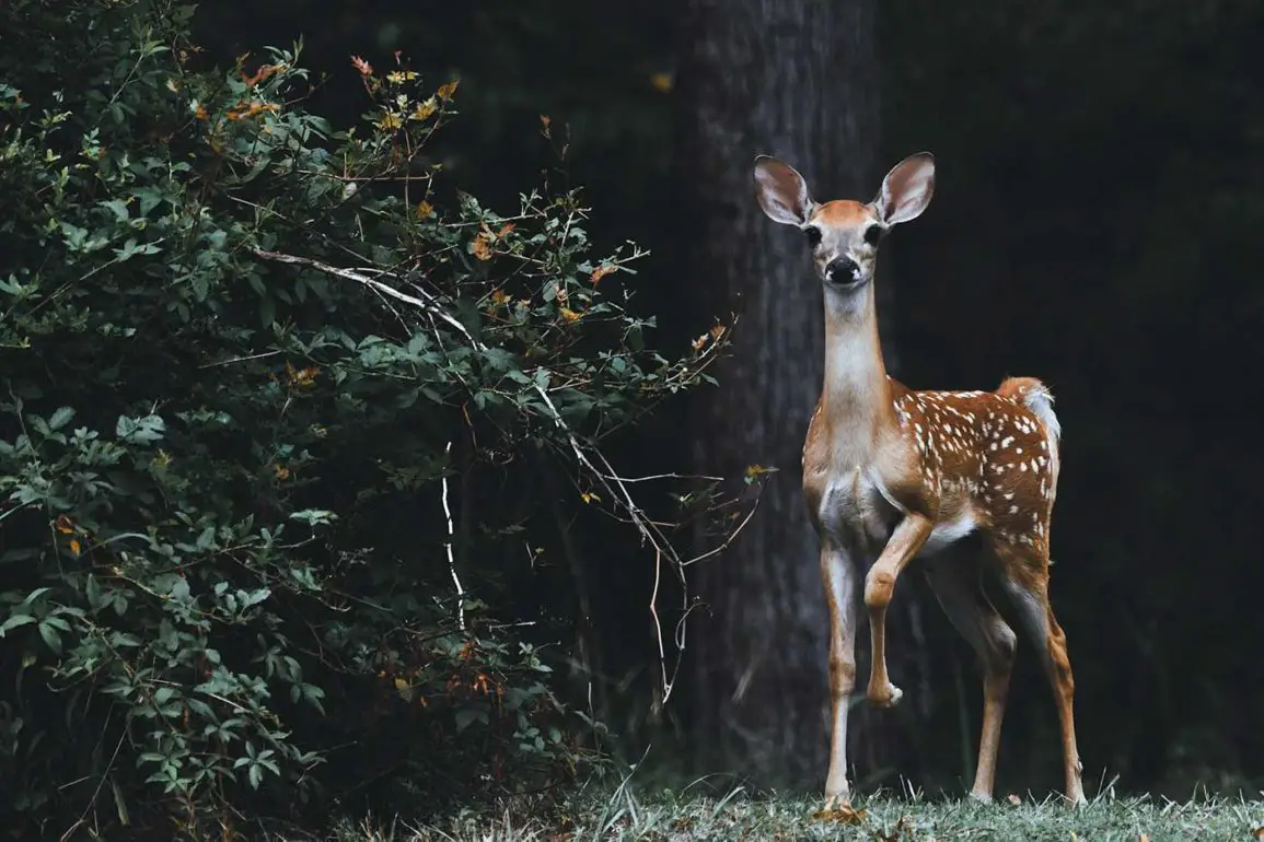 Tierbeobachtung In Der Wildnis: 12 Geniale Gadgets Zum Tiere Beobachten