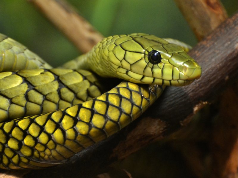 Grün-gelbe Schlange